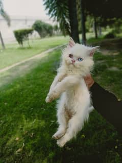 Persian
