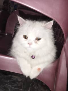 Tripple coat persian cat 7 month age