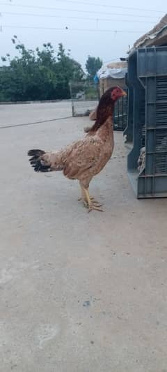it's