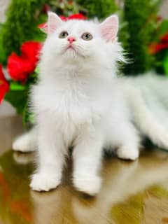 persian