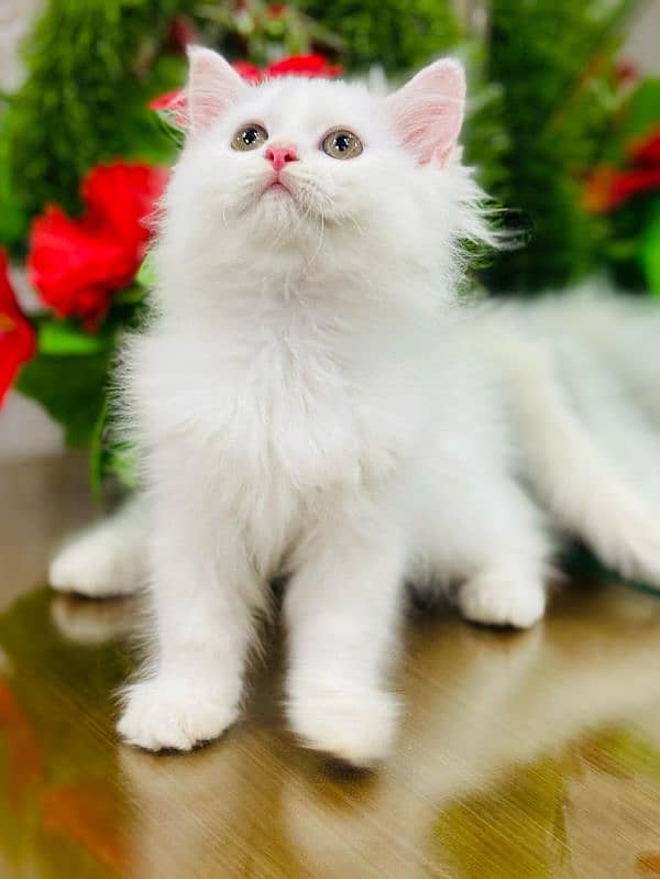 persian cats and kittens for sale wtsapp (0307/710/92/69) 0