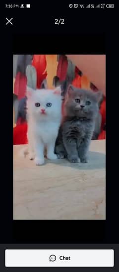 Persian cat for sale male or female my WhatsApp 03301750=780