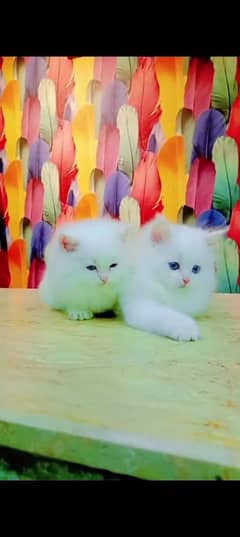 Persian cat for sale male or female my WhatsApp 03301750=780