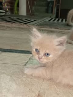 Person Kittens