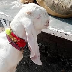 Desi Bakra for sale