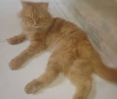 pregnant cat