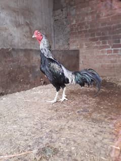 Thai cross Male