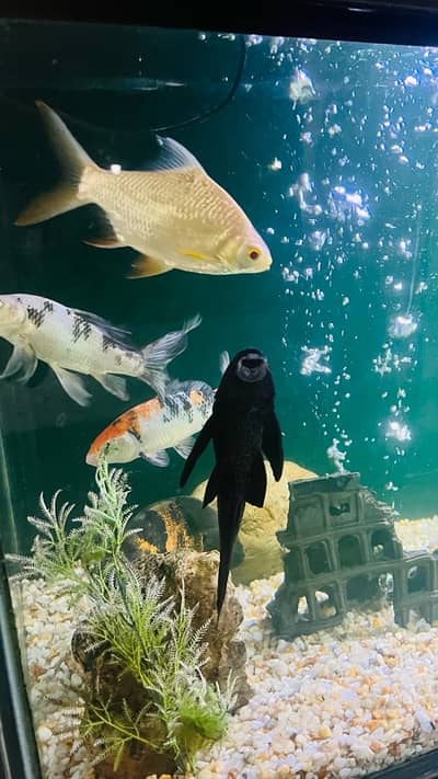 Fish Aquarium sale with all fishes