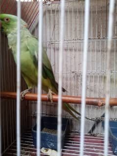 Indian Ringneck