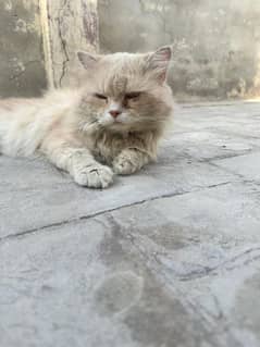 brown Persian male adult cat