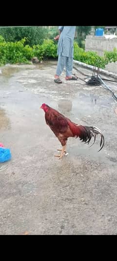 Aseel murga for sale urgent