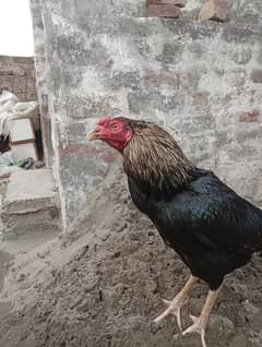 jawa murgha
