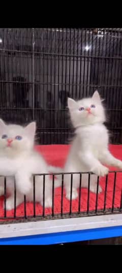 Persian cat for sale male female vaccine career 0329/35/56/132/