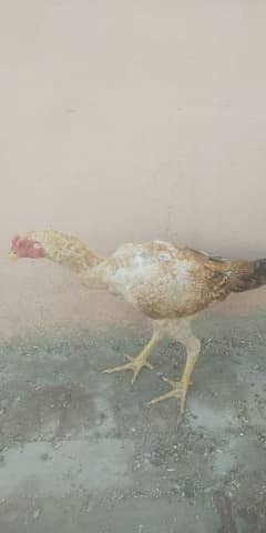 aseel patha good quality