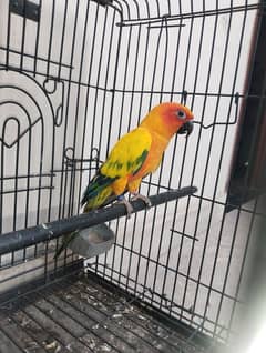 sunconure male available with DNA