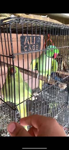 parrots