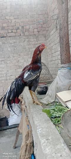 Thai