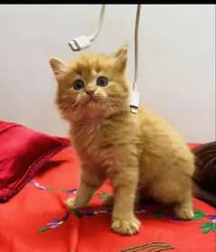 Persian cat for sale male or female my WhatsApp 03301750=780