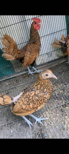 Golden sebright 2 pairs starter