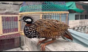 Black Teeter with Cage