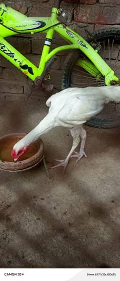 white aseel mrga