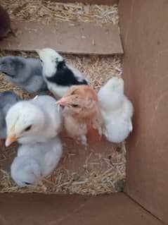 aseel chicks
