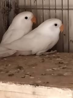 Albino
