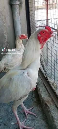 paper white hera pair Available Aseel