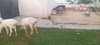 sheeps