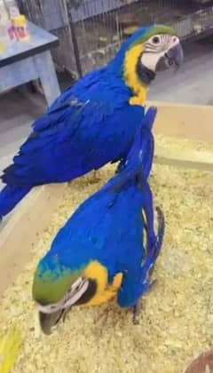 blue macaw parrot call number 03154684993