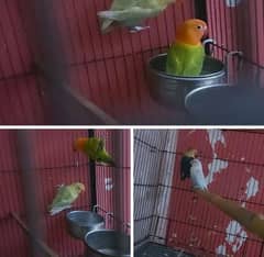 brreder love birds Opline female parblue male both breeder