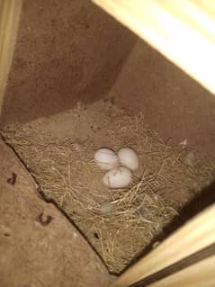 brreder love birds Opline female parblue male both breeder