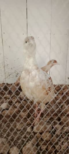 (Irani+safed tetar pair) breeder pair