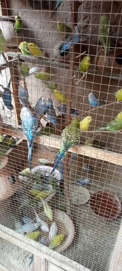 Budgie/Austrlian Parrot Pairs