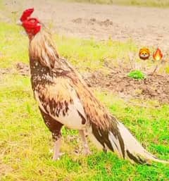frighting blood line home breed