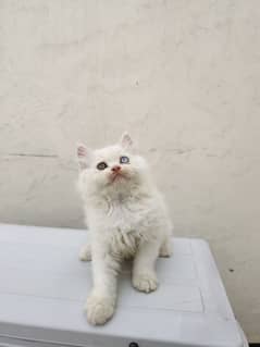RARE ODD-EYE WHITE KITTENS (Pair) FOR SALE