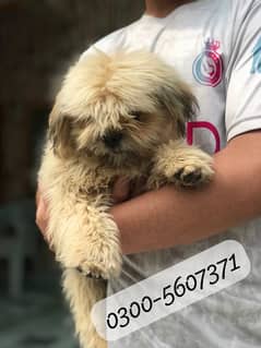 shihtzu