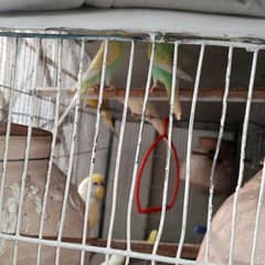budgie