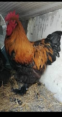 buff brahma breader pair