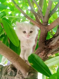 beautiful cat