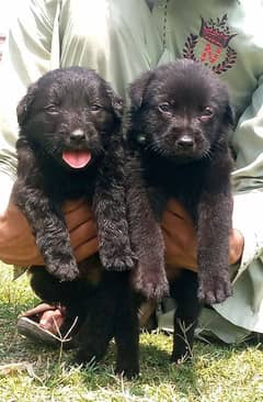 black  Shepherd long coat pair 2 months for sale