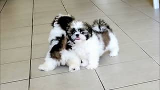 shitzu bacha /shitzu dog's / shitzu puppies