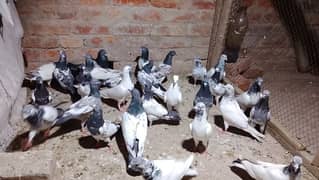 New and Nice birds