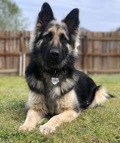 German Shepherd male