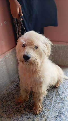 poodle