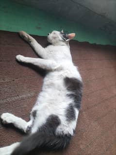 10 month cat