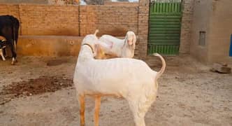 Qurbani