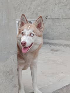 husky