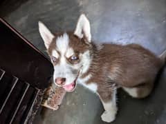 Siberian husky double coat male puppy for sale