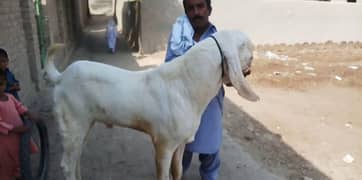 Qurbani